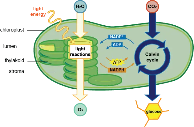 Educational Photosynthesis Diagram