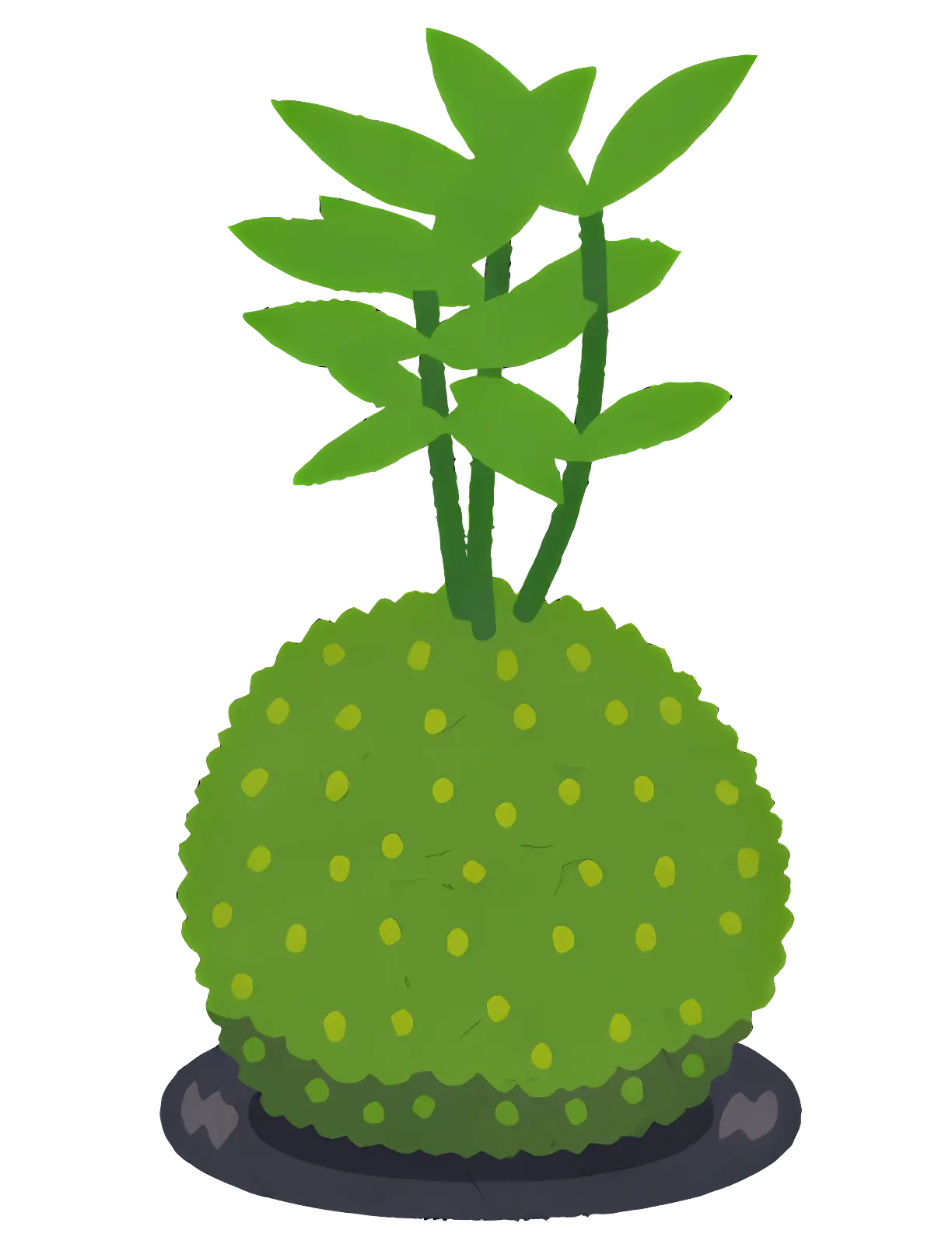 Small Green Moss Ball with Leaves for Minimalist DÃ©cor Ideas