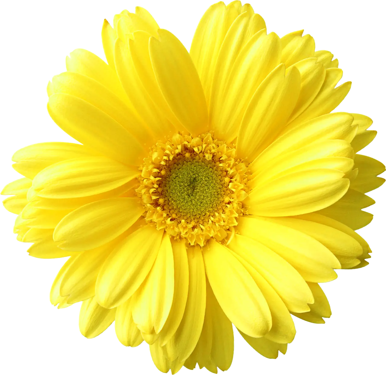 Bright Yellow Flower