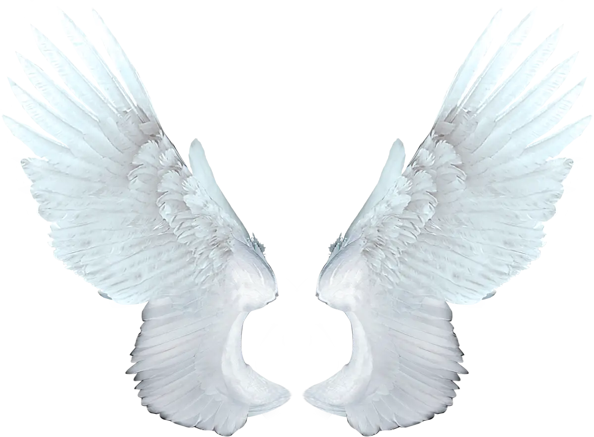 White Angel Wings Representation