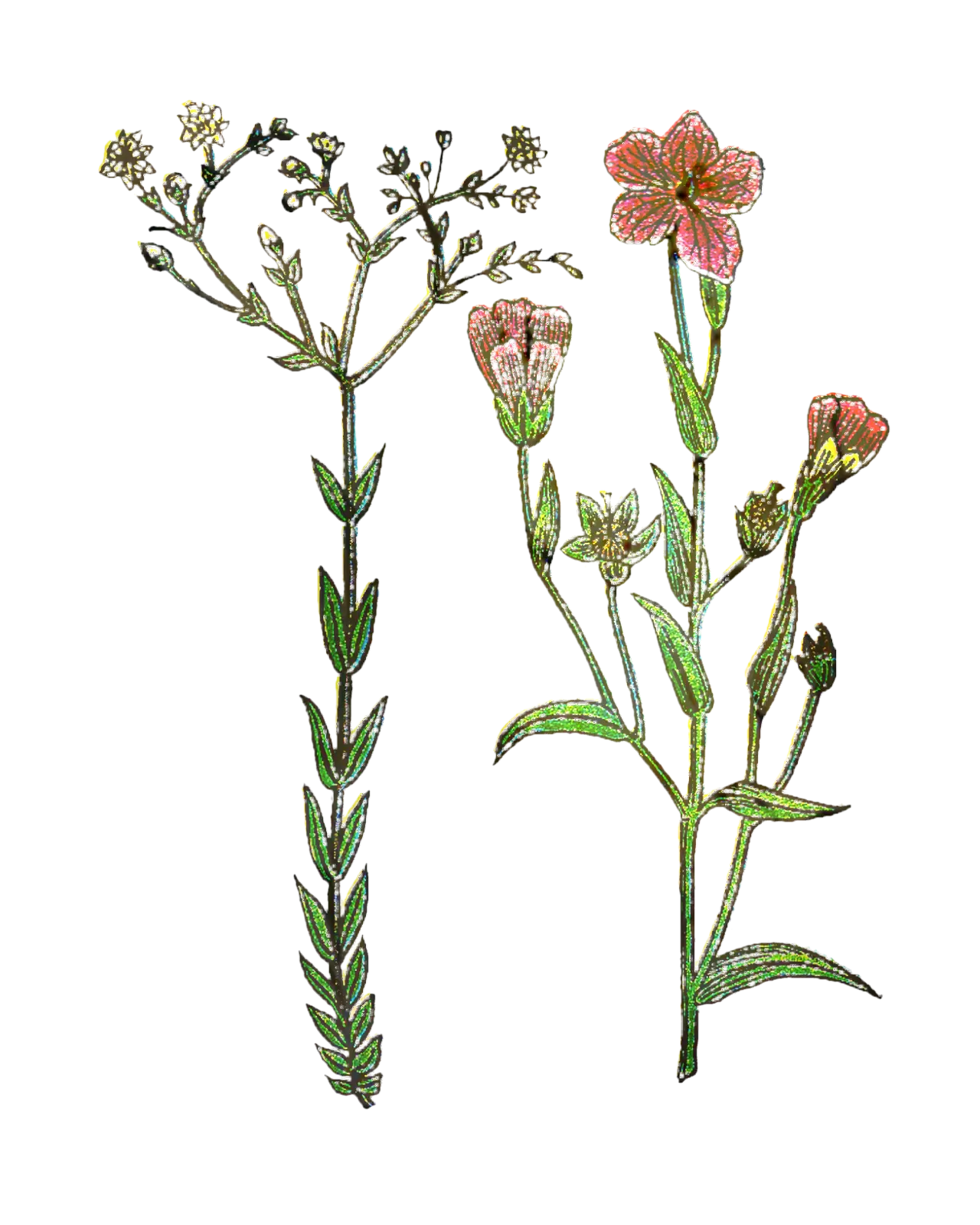 Detailed Botanical Illustrations of Plants