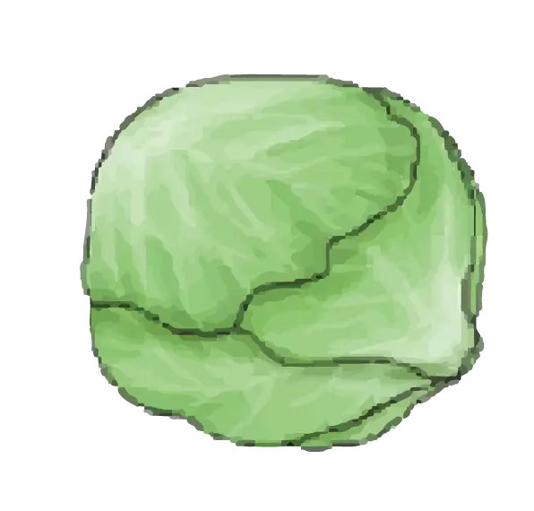Green Cabbage Illustration