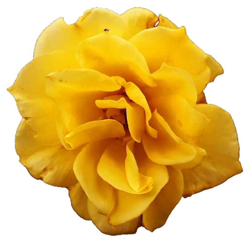 Beautiful Yellow Rose Bloom