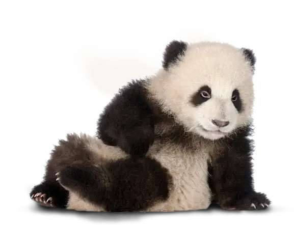 Adorable Sitting Panda Cub