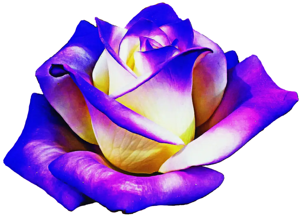 Purple Rose Illustration