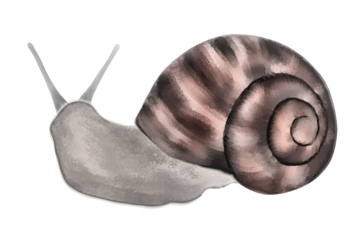 Realistic Illustration of a Snail