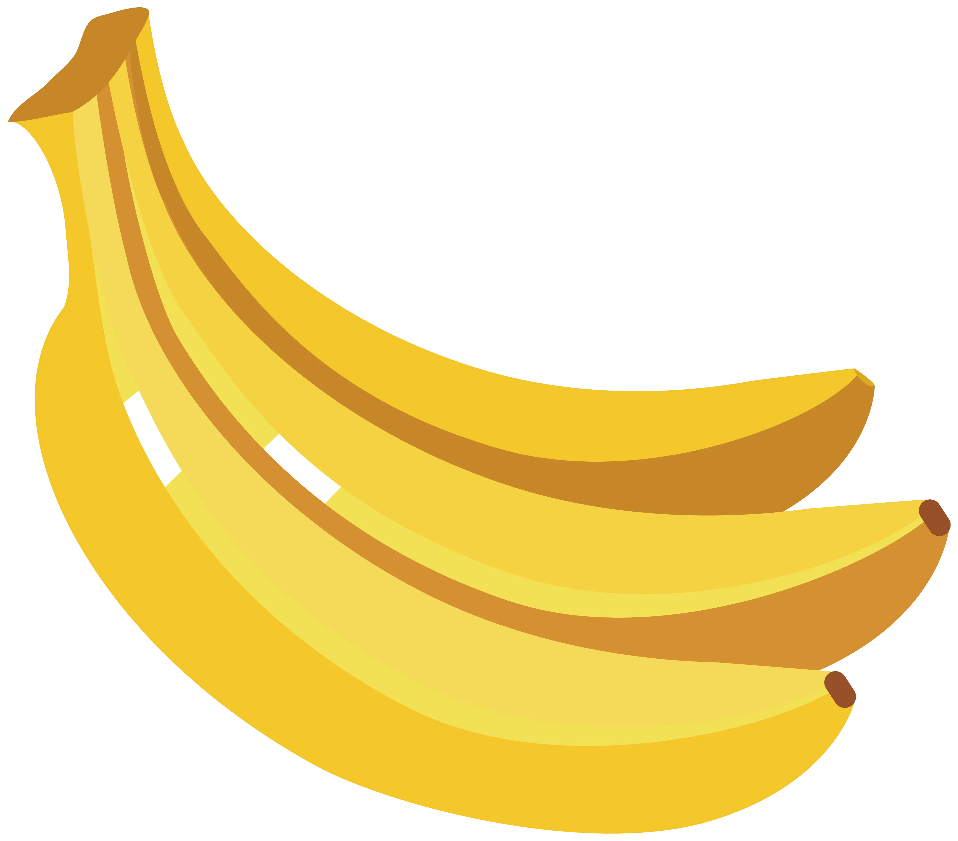 Fresh Ripe Banana Bunch Illustration
