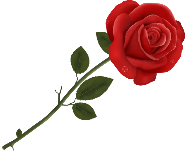 Beautiful Red Rose with Green Leaves