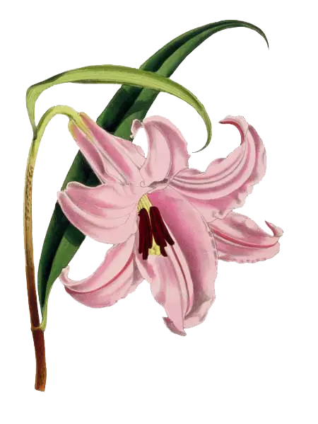 Pink Lily Flower Illustration