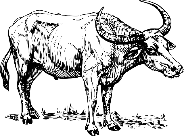Black and White Buffalo Sketch Illustration