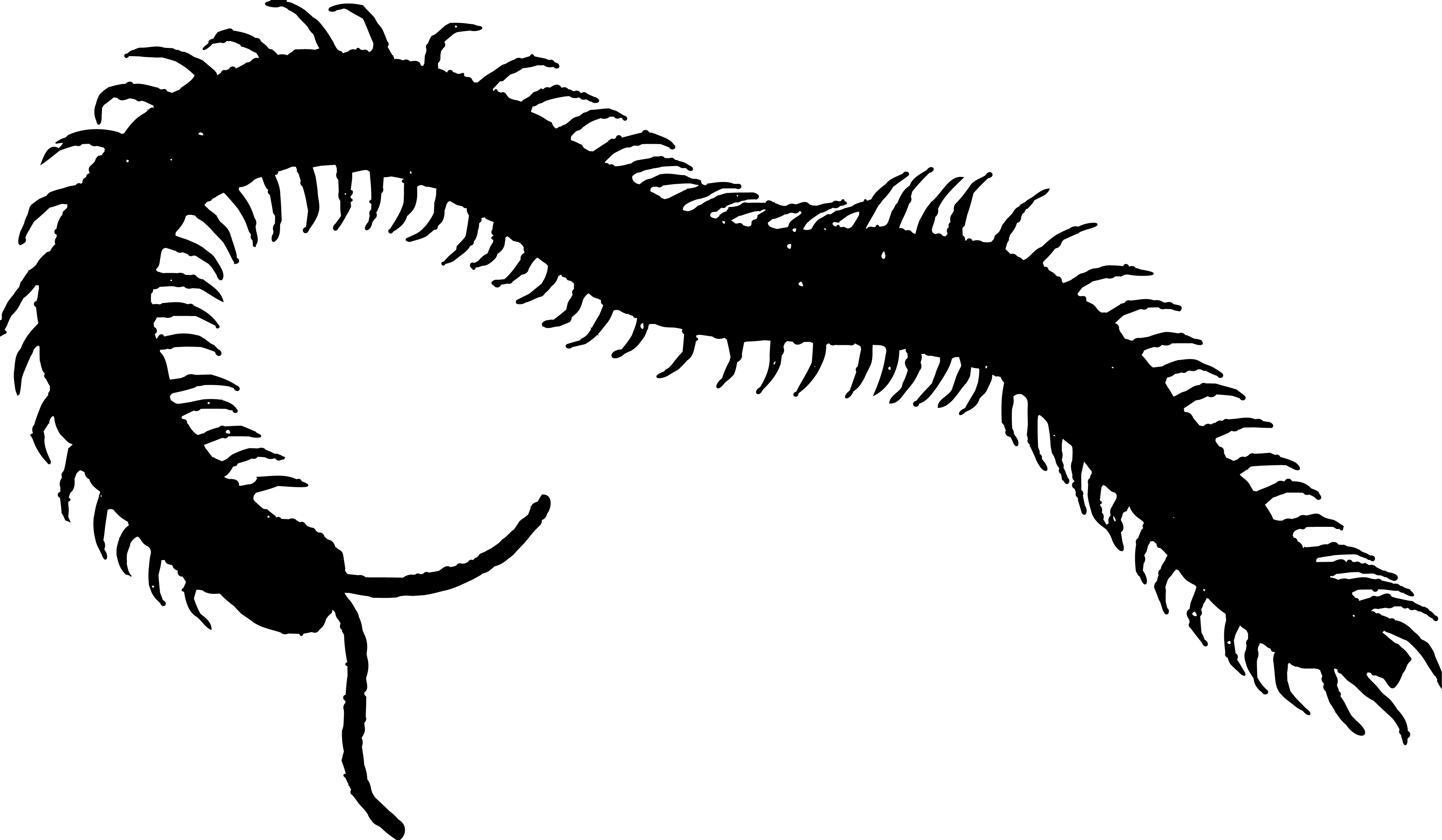 Black Centipede Silhouette