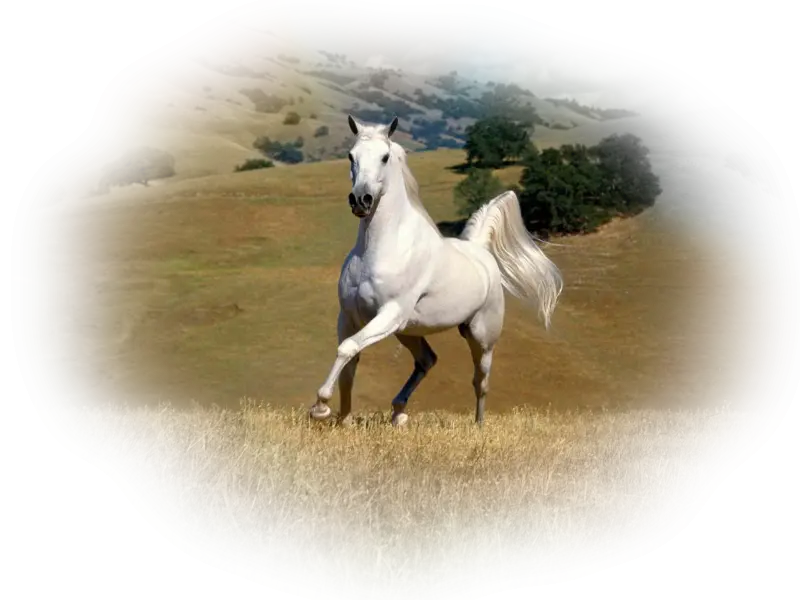 White Horse Running in Pasture