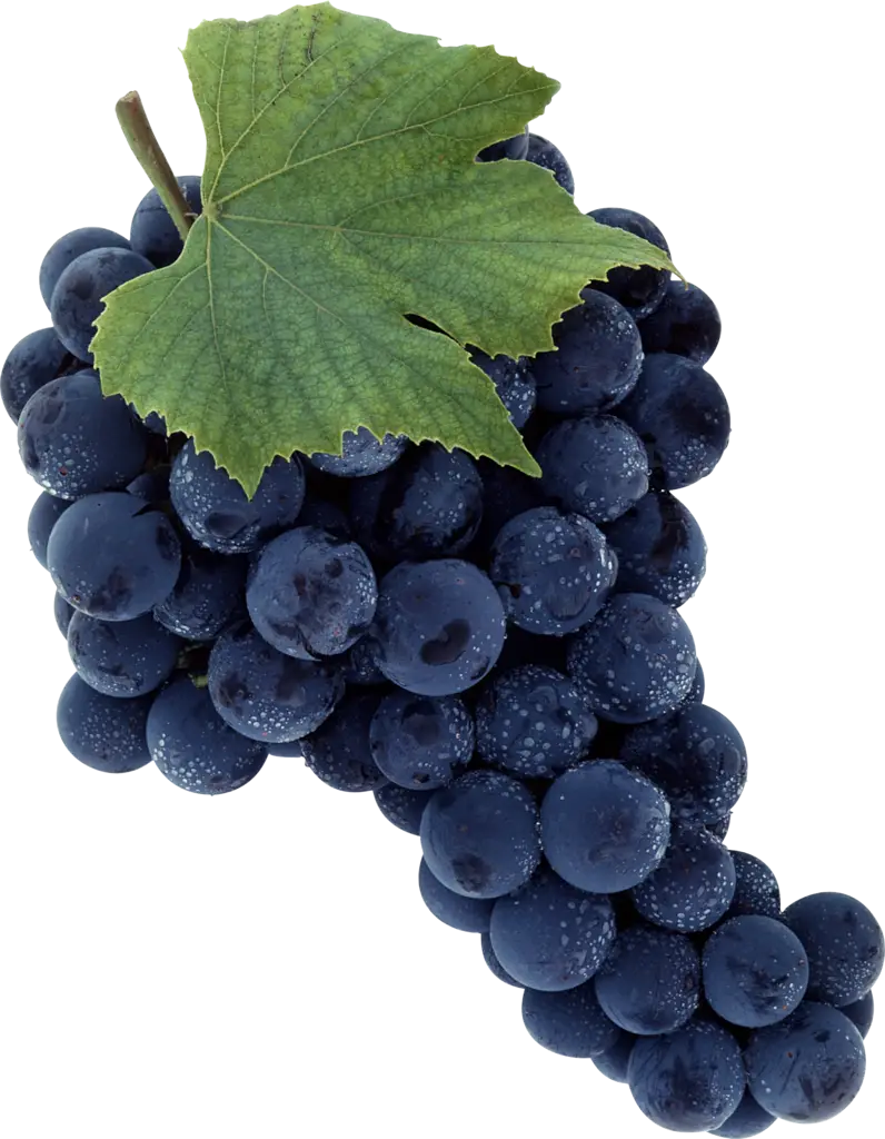 Black Grape Cluster with Leaf
