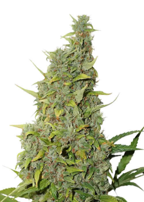 Marijuana Plant with Buds