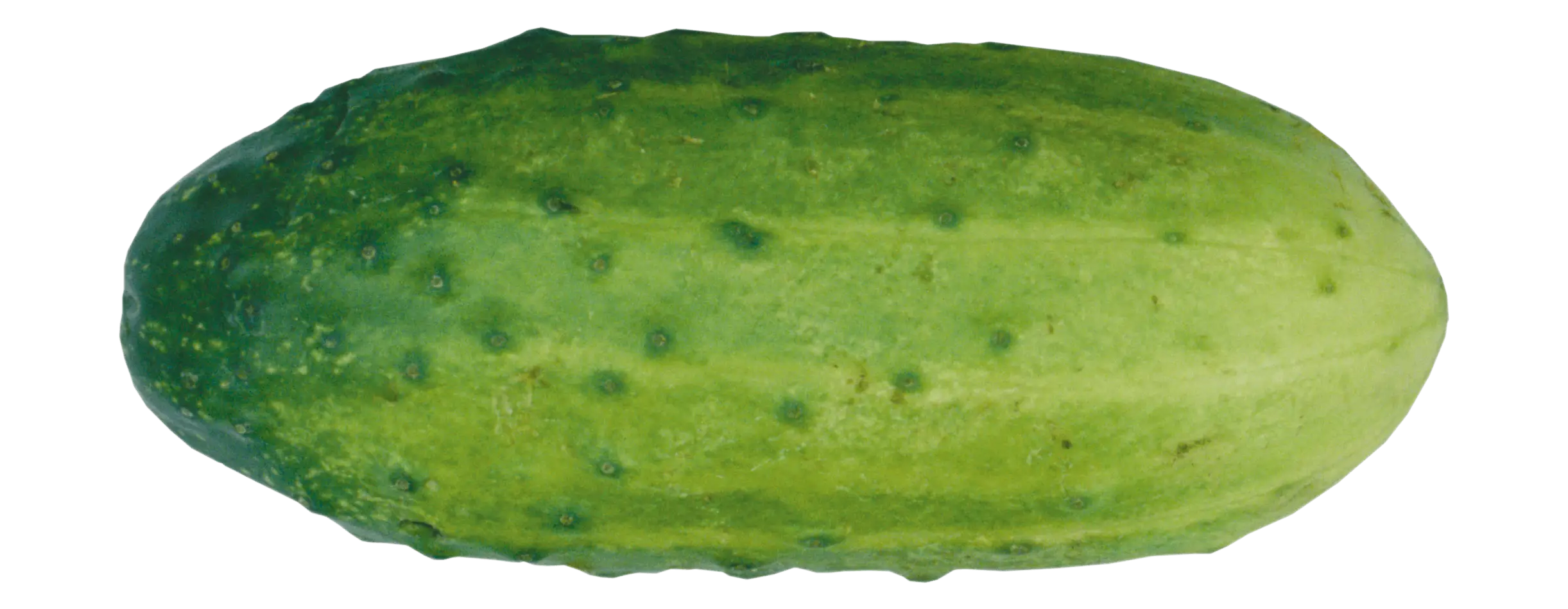 Fresh and Healthy Green Cucumber