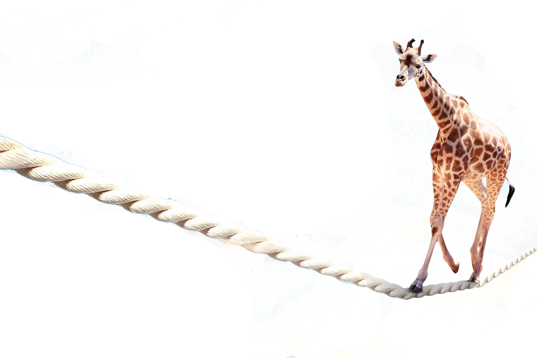 Giraffe Walking on a Tightrope
