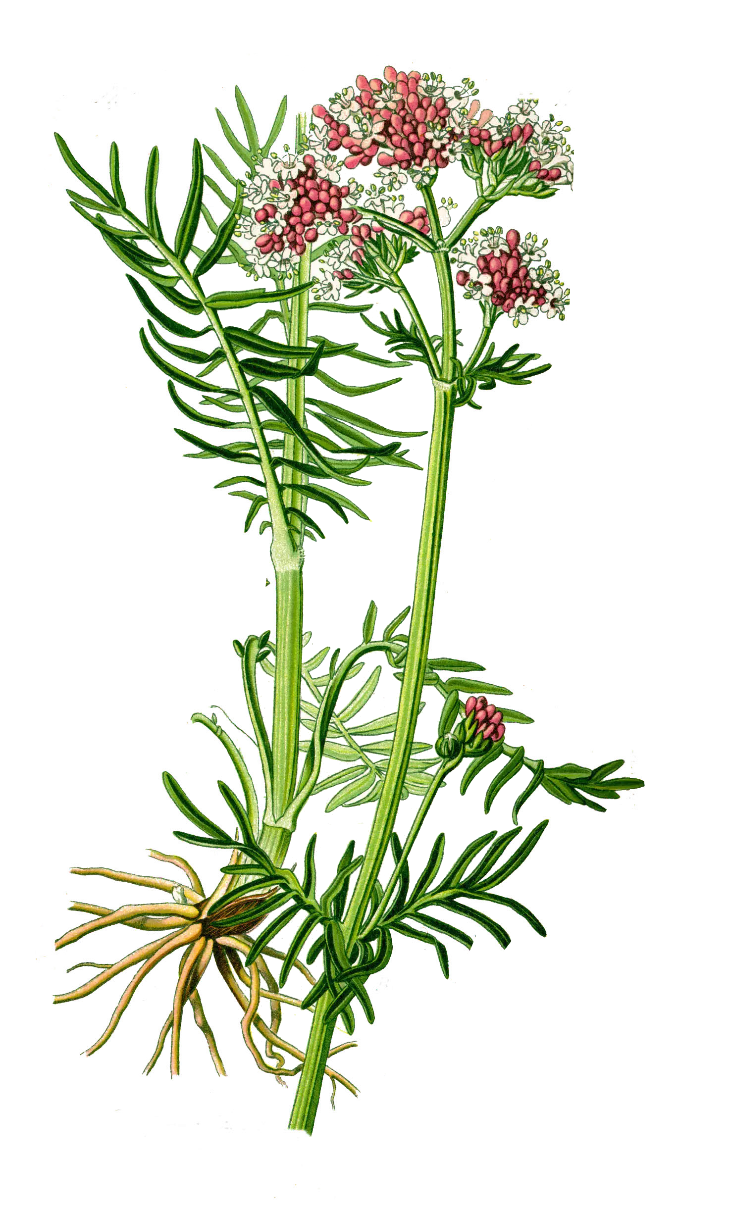 Green Plant with Pink Flowers