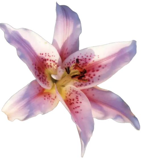 Pink Lily Flower Blossom