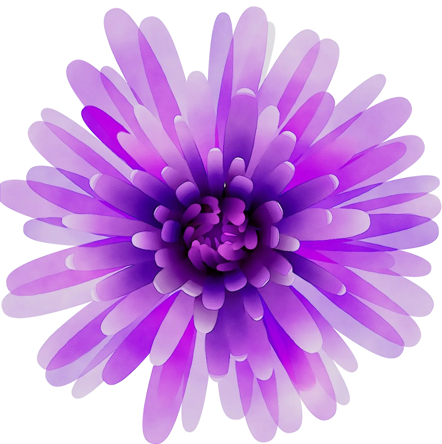 Purple Chrysanthemum Flower Illustration