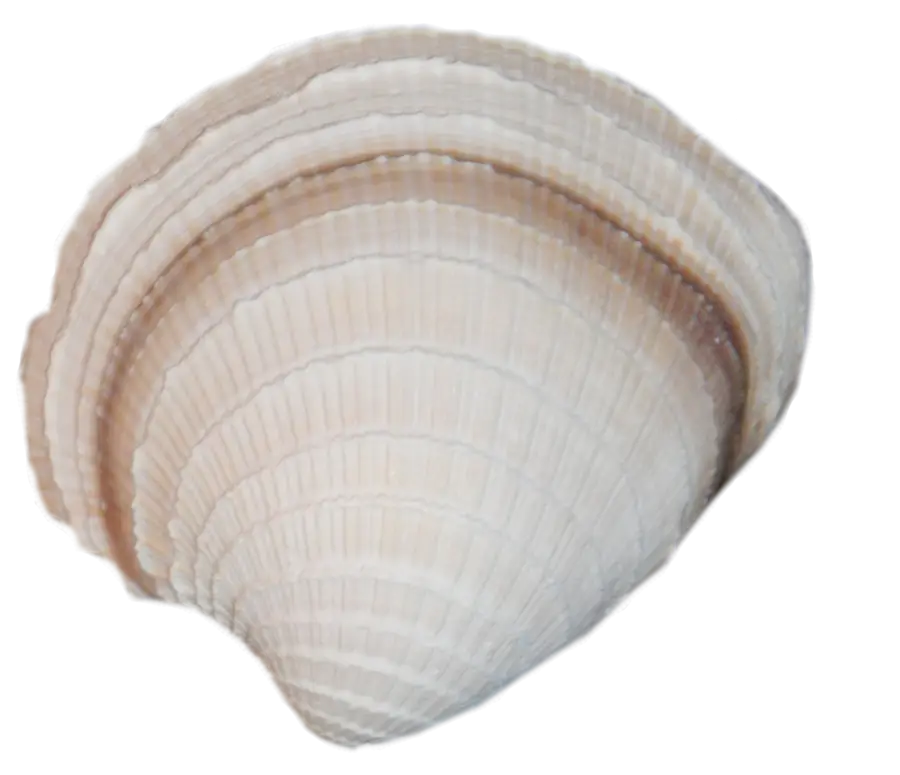 Seashell from the Beach