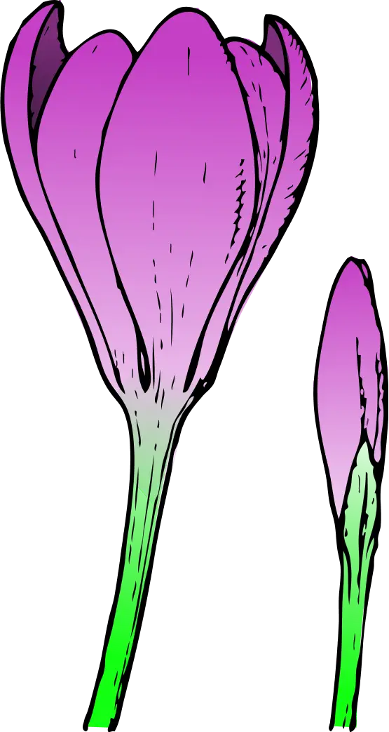 Purple Crocus Flower Illustration