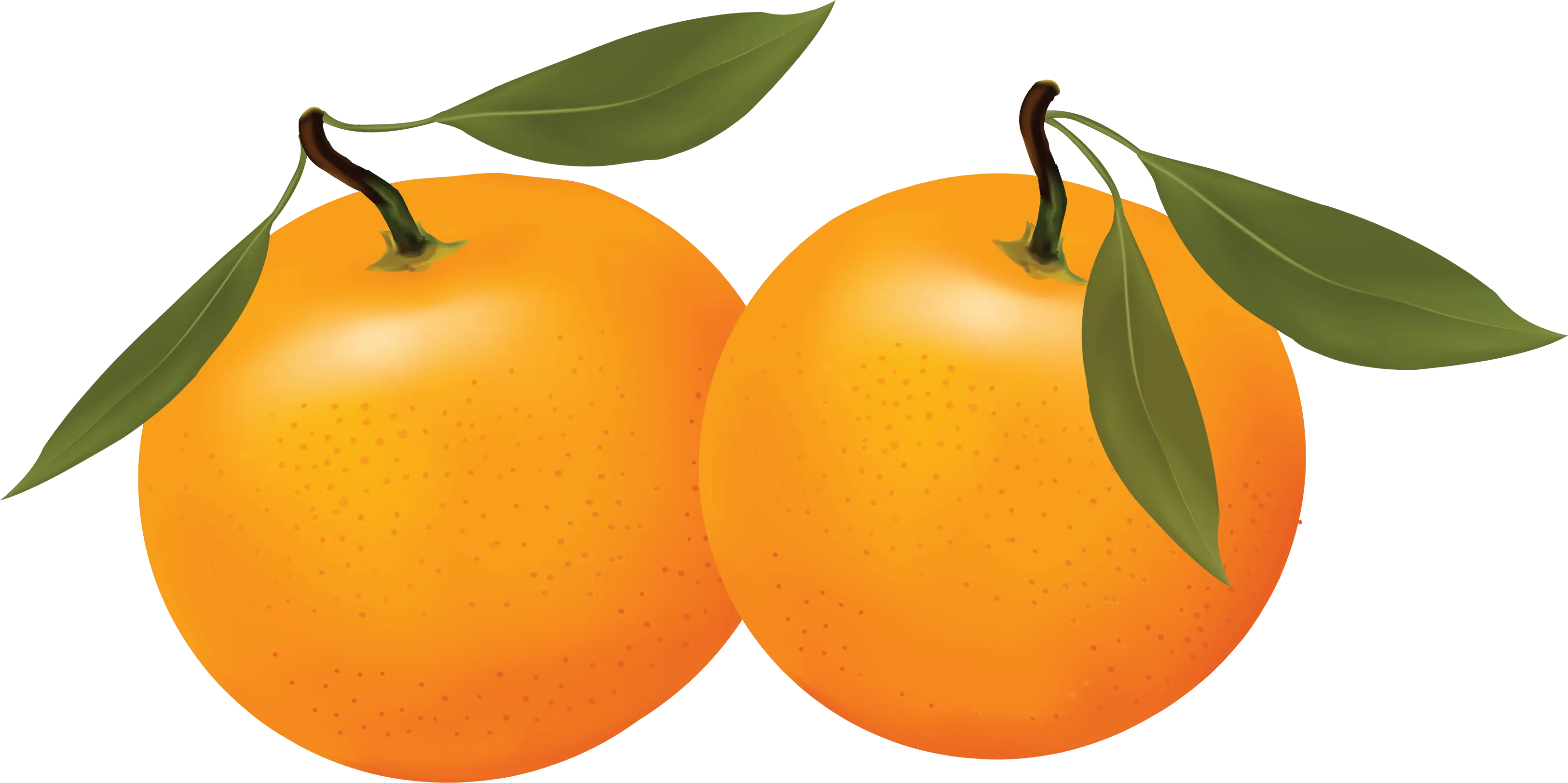 Fresh Oranges with Leaves