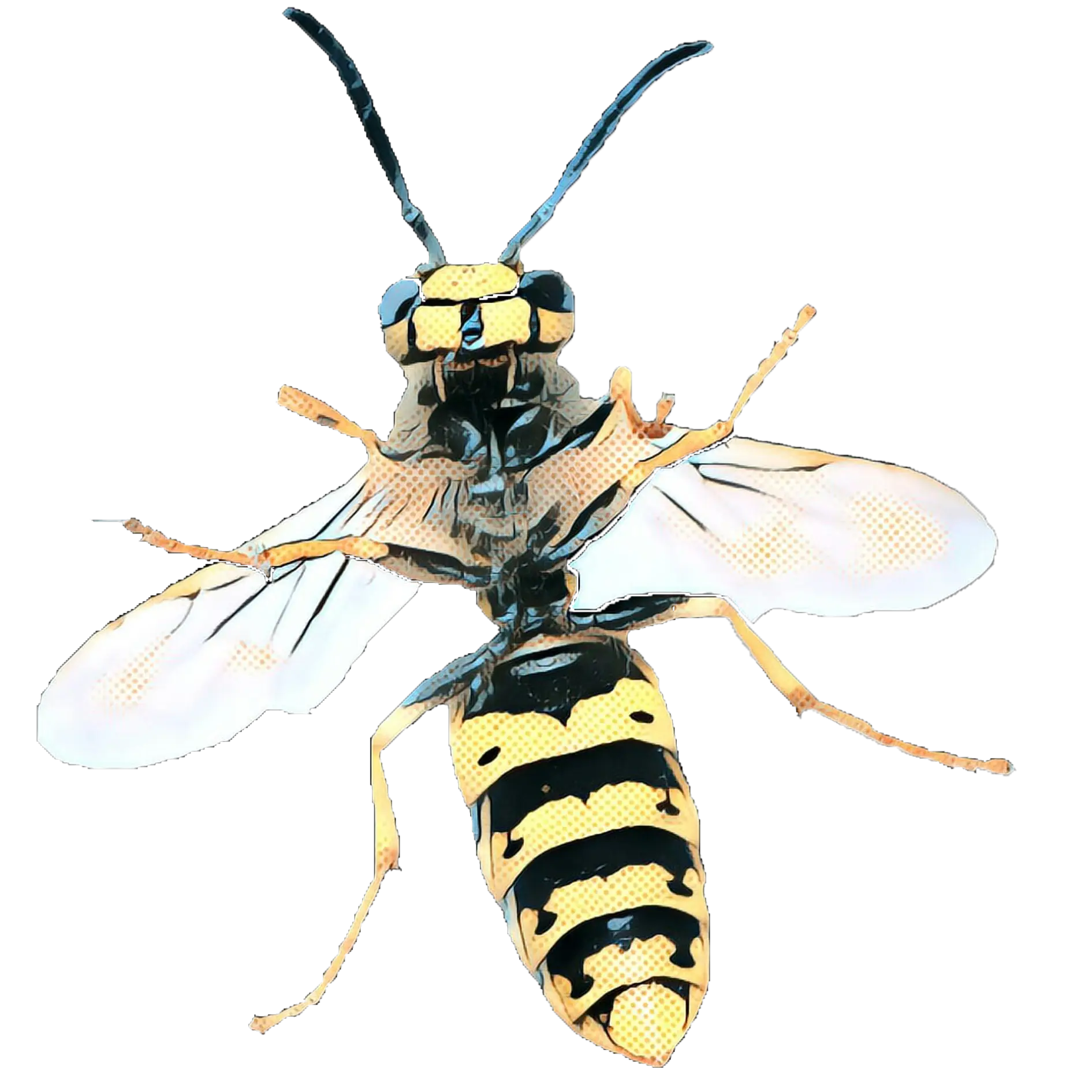 Yellow Jacket Wasp Illustrated Detail