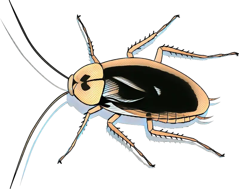 Funny Cartoon Cockroach Illustration