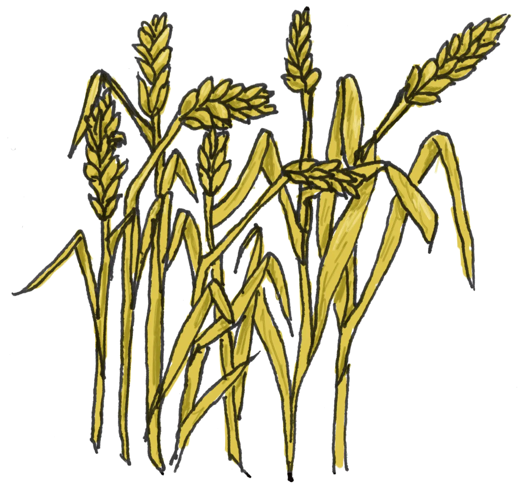 Hand-Drawn Wheat Stalks Illustration