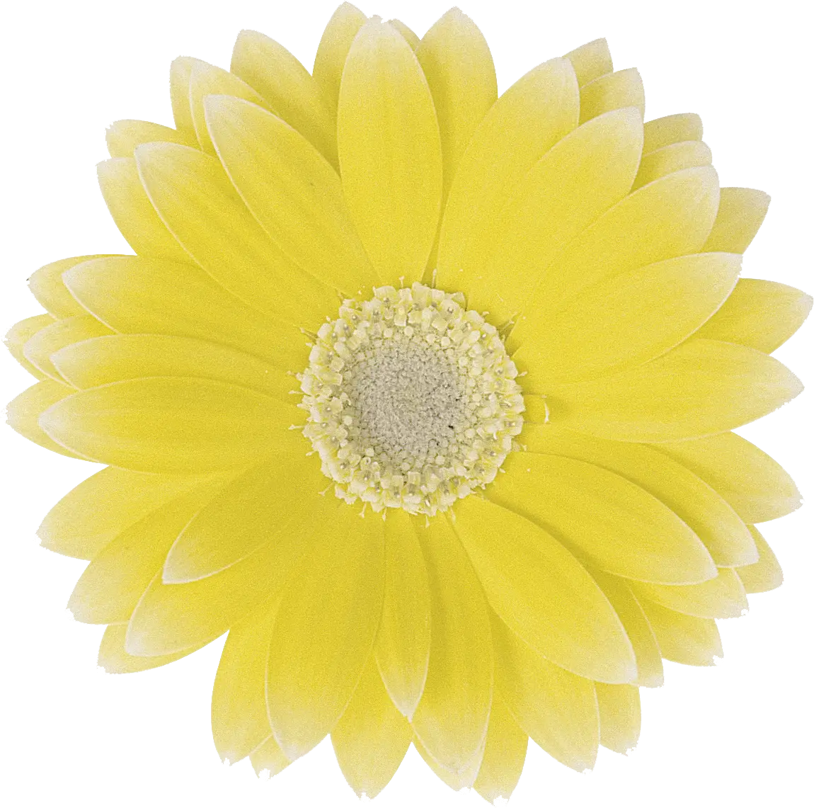 Yellow flower with bright natural petals