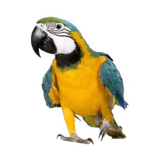 Blue-and-Yellow Macaw Illustration