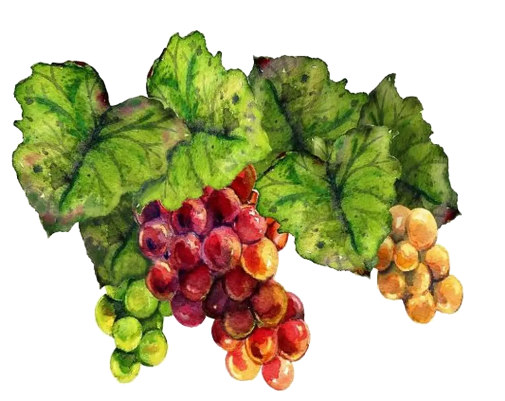 Bunches of Grapes with Leaves