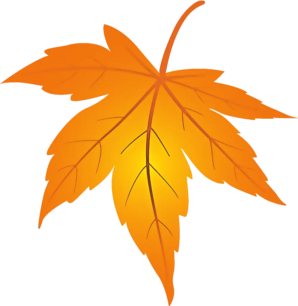 Orange Maple Leaf Illustration for Autumn