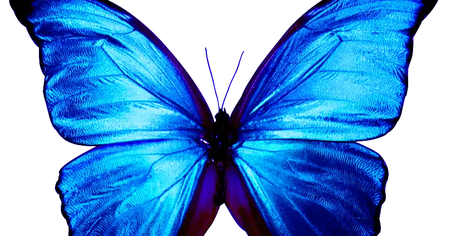 Close-Up of Blue Butterfly Design