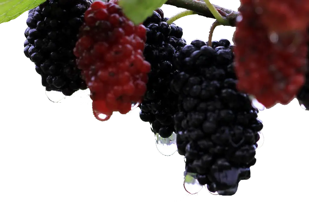 Fresh Mulberries on Branch