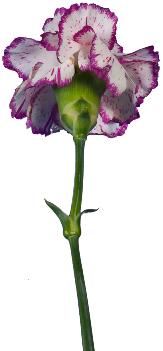 Pink Carnation Flower on Transparent Background
