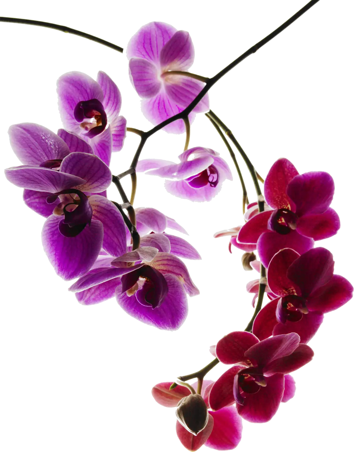 Pink and Red Orchid Flower Arrangement