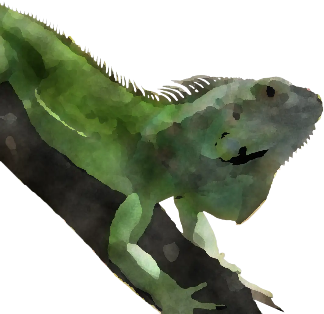 Green Iguana in Watercolor Illustration