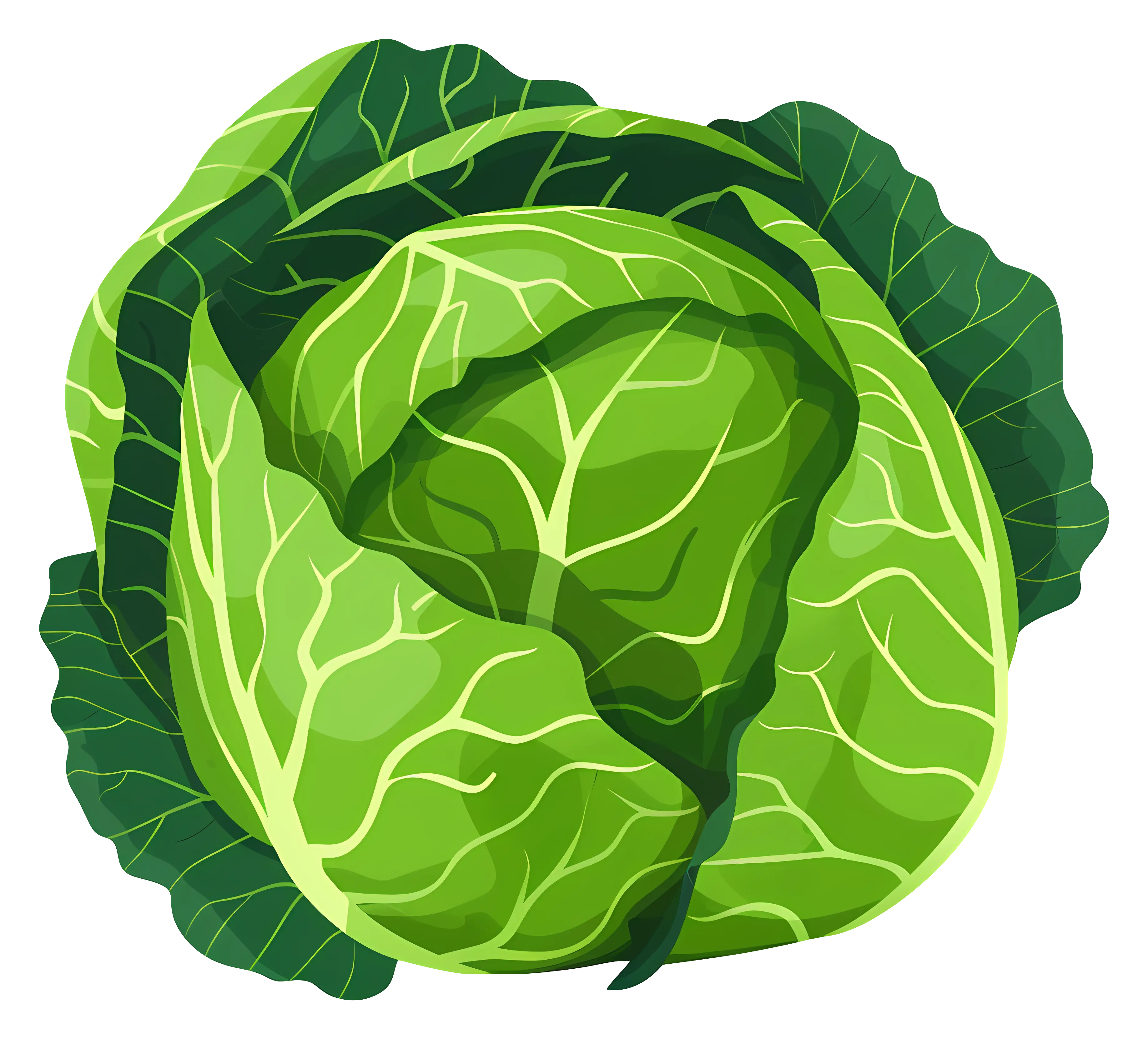 Fresh Green Cabbage Illustration