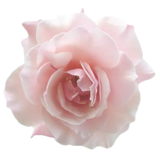 Delicate Pink Rose Blossom