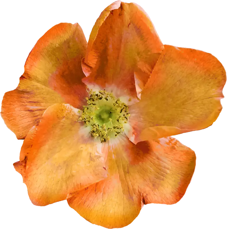 Bright Orange Flower in Full Bloom