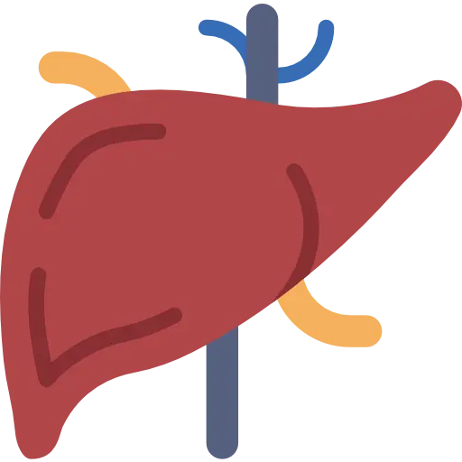 Liver Diagram in Flat Style