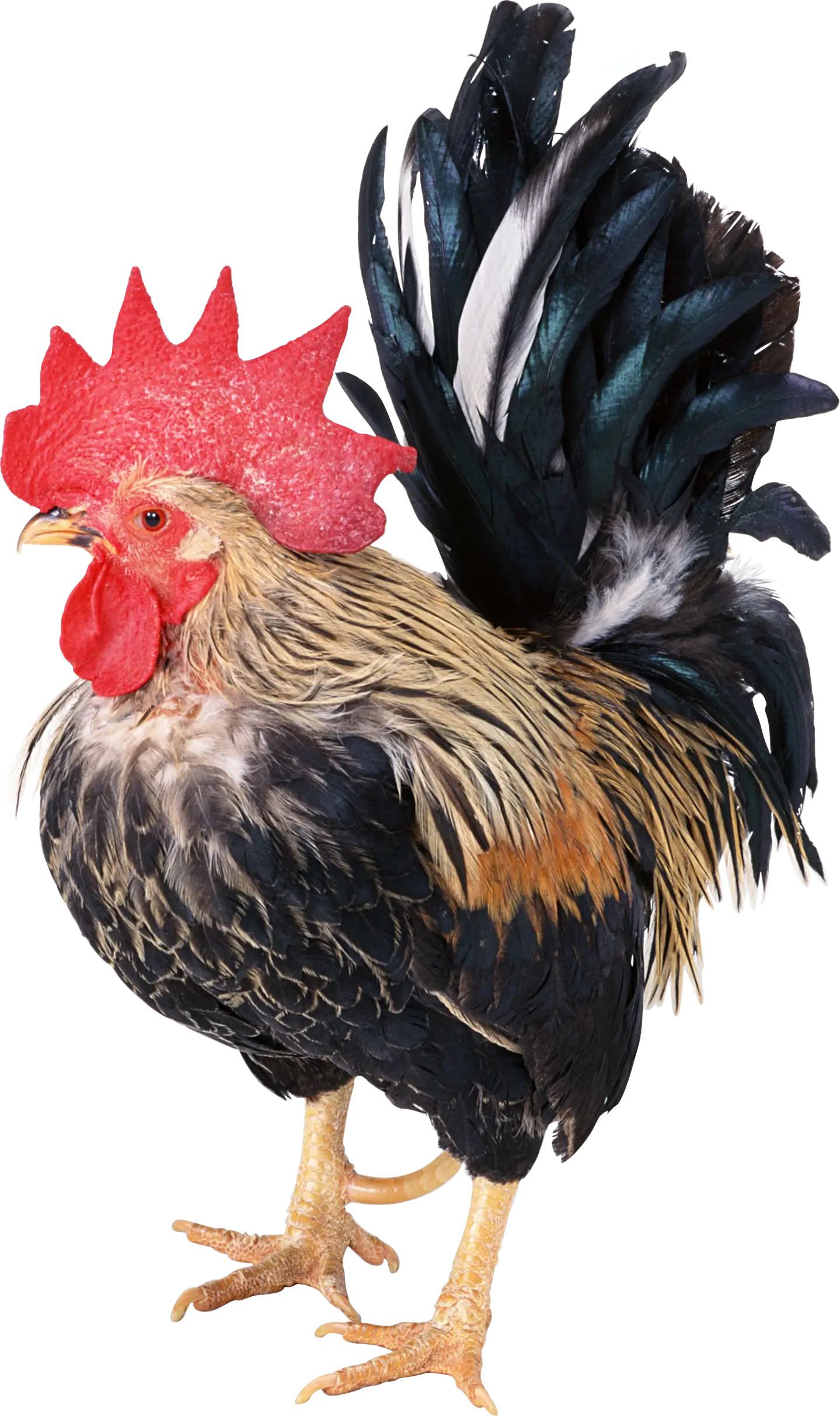 Colorful Rooster with Red Comb