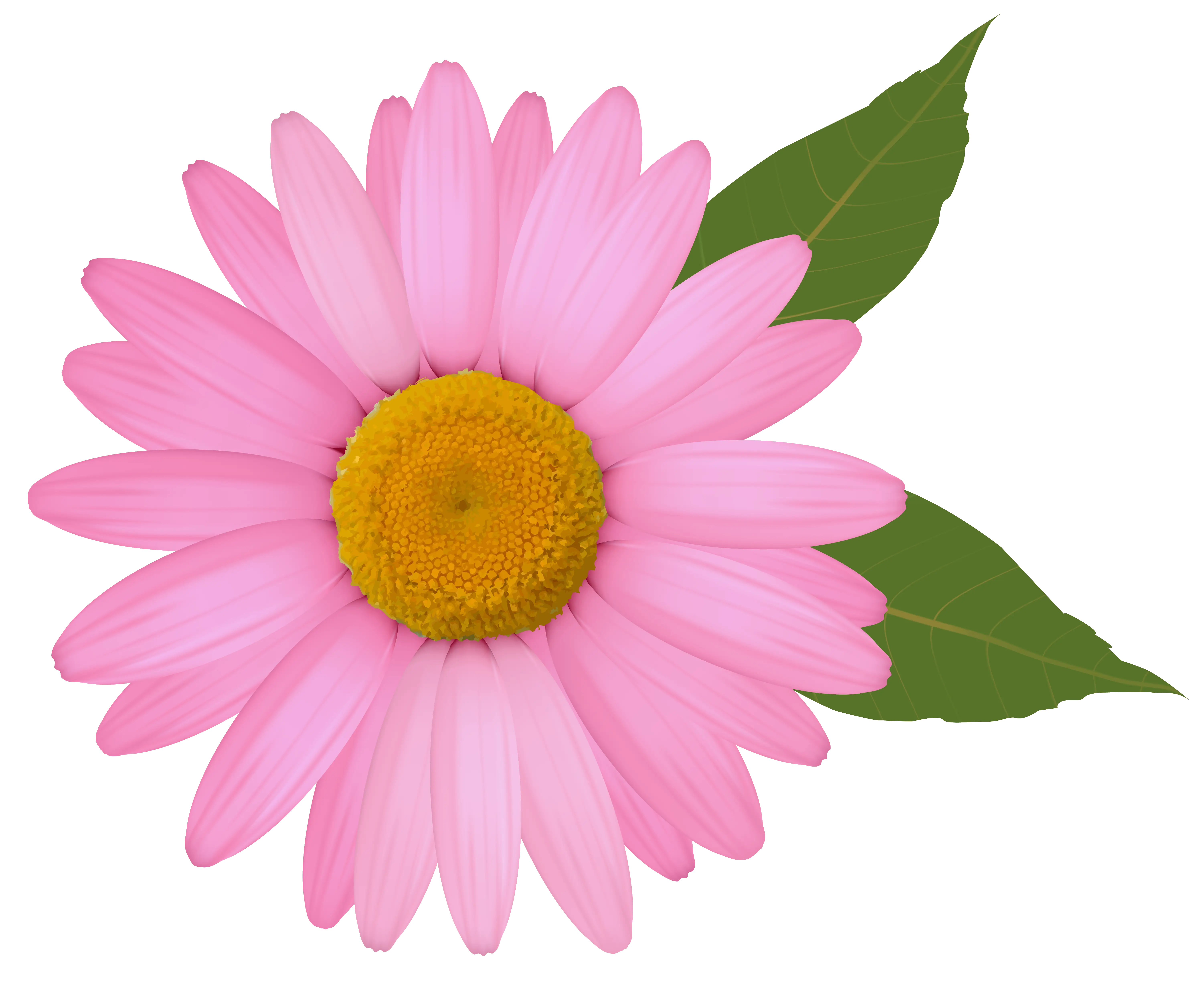 Pink Daisy Flower Illustration