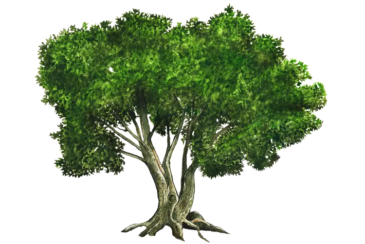 Tree Illustration with Lush Green Leaves