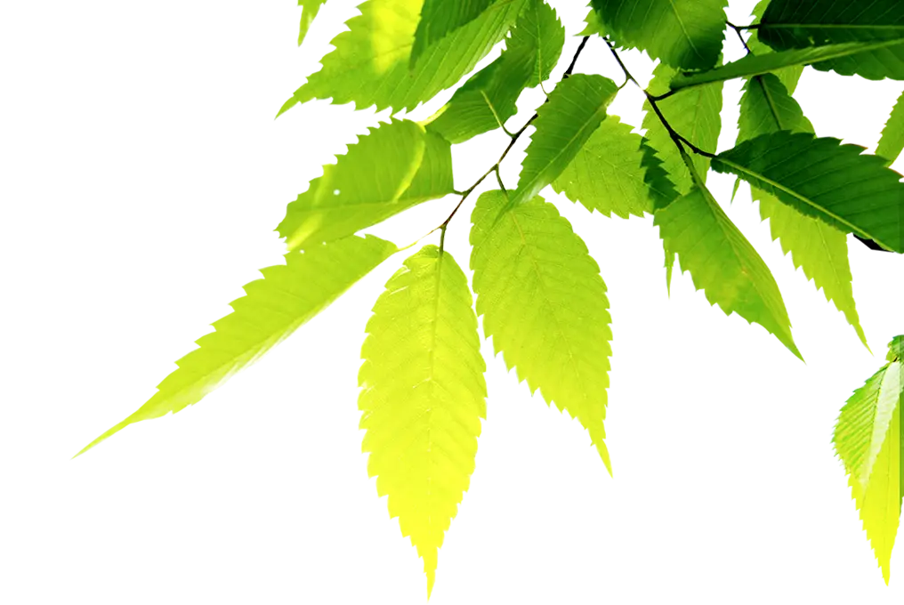 Green Leaves on Branch in Spring