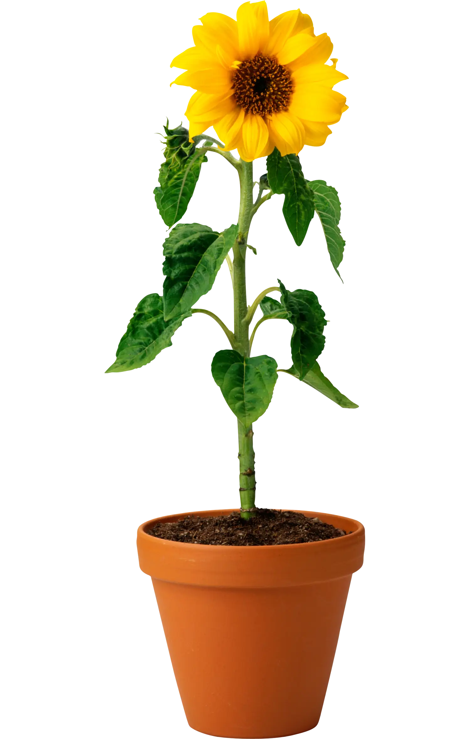 Vibrant Yellow Sunflower in Pot