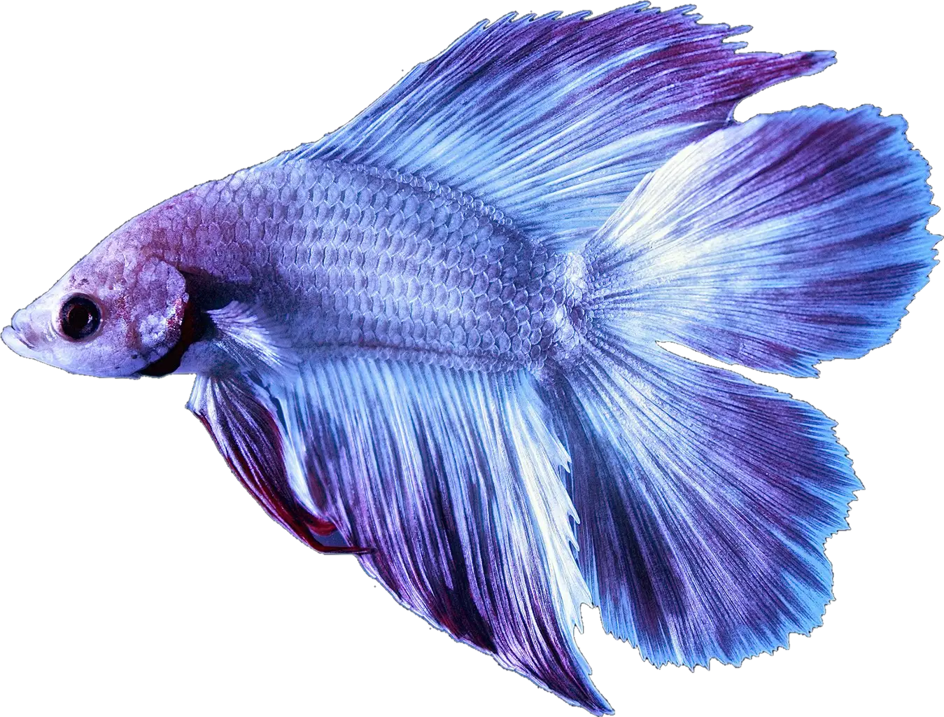 Blue Betta Fish with Flowing Fins