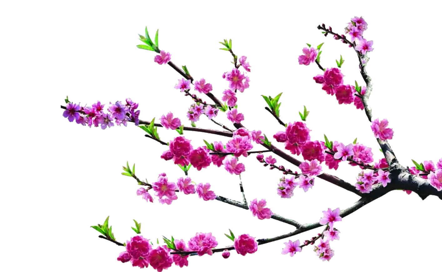 Beautiful Cherry Blossom Branch in Bloom