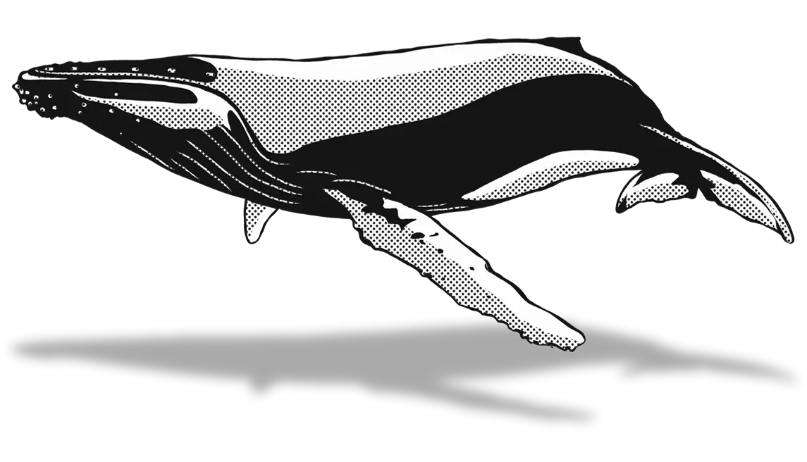 Black and White Humpback Whale Illustration